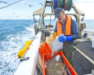 … and gutting plaice, while heading back to Gosport.