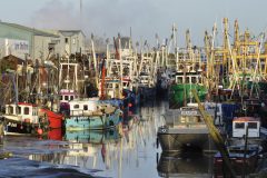 The Wash shrimp fishery  – in cloudy waters