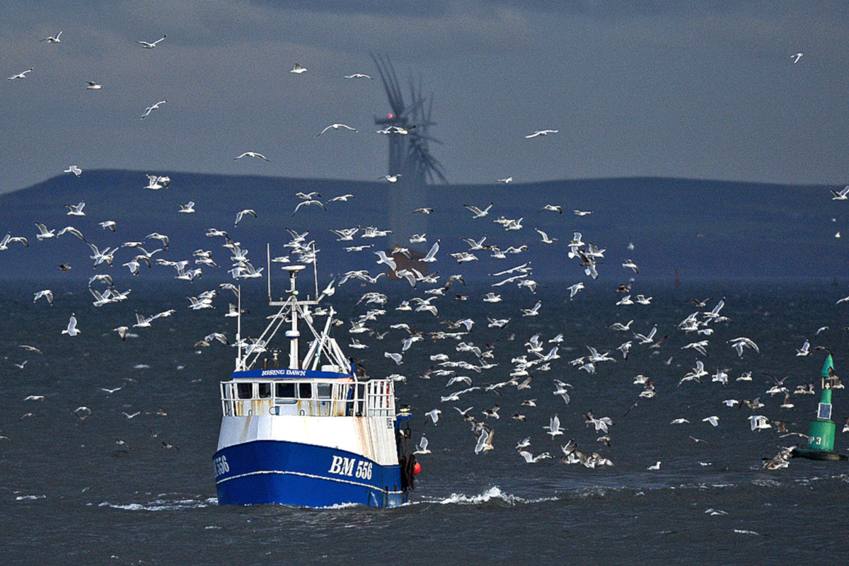 Rising Dawn BM 556 attracts the gulls on returning to Hartlepool from the local prawn grounds. (Tom Collins)