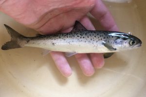 Salmon smolts were tagged with coded acoustic transmitters as part of the COMPASS research.