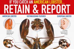 Retain and report American lobsters