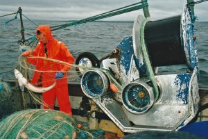 Hauling dogfish gill-nets onboard Dunan Star II…