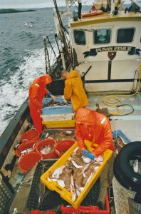 … and sorting a haul of groundfish taken later in the day while trawling near Gallan Head.