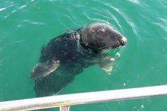 Inshore Corner: Seals have the upper hand