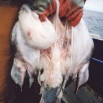 Cornish deep-water netters are losing considerable quantities of fish to seals – like this damaged monkfish landed by the Tracey Clare.