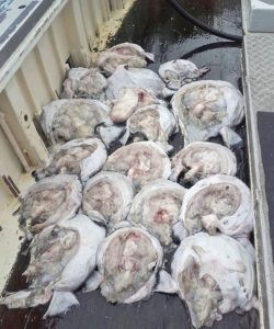 Monkfish from a Mevagissey boat last month, ripped apart for the liver.