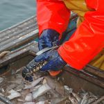 Neville Pinder measuring a lobster…
