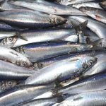 Prime-quality North Sea summer herring.