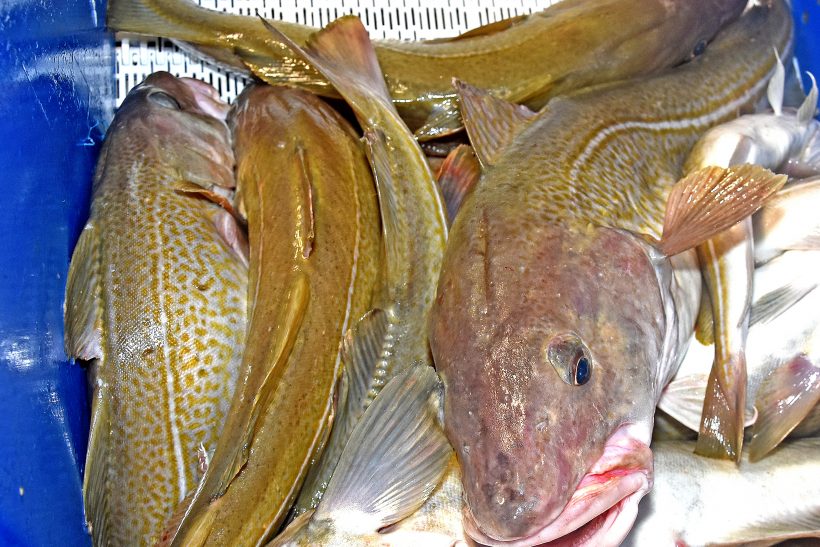N Sea cod fishing cut