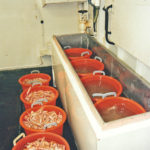 Amethyst II was the first boat in the Fraserburgh prawn fleet to feature a chilled dip tank to enhance catch quality.
