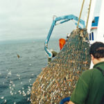 Taking a slack lift of prawns aboard from the port net…