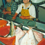 Ralston Johnston Snr and Jnr gutting prime fish.