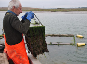 Bill Pinney checks a batch of juvenile oysters…