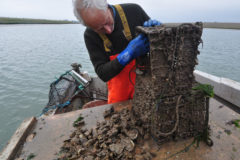 Butley oysters: Flavour of a quiet creek