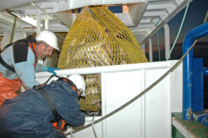 Releasing a bag of cod.