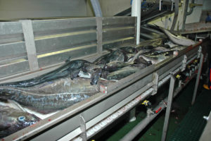 The first fish on Ocean Harvest’s selection/gutting conveyor.