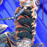 The ban on landing berried lobsters, introduced in October 2017, has hit landings at Bridlington.