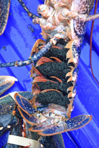 The ban on landing berried lobsters, introduced in October 2017, has hit landings at Bridlington.