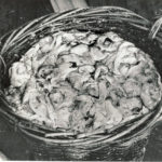 Livers were saved into baskets and boiled to make codliver oil.