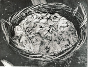 Livers were saved into baskets and boiled to make codliver oil.