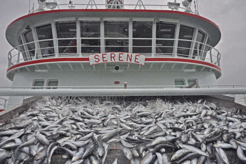 Serene: Trend-setting Whalsay midwater trawler fishing herring