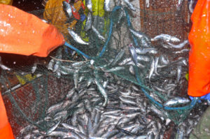 Shaking herring out of the net.