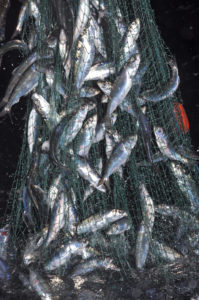 The first herring of the night start to come aboard…