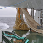 Starting to outhaul the bag of Serene’s 1,100m Selstad herring trawl...