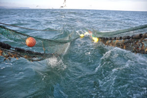 The toe-ends of the net are hauled back to the trawl gantry…