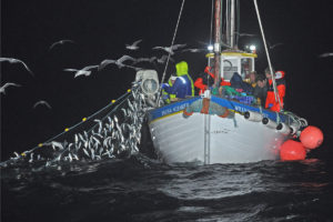 Herring being hauled aboard William Alexander, as decades of tradition are maintained.