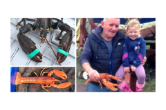Orange lobsters released from North Uist