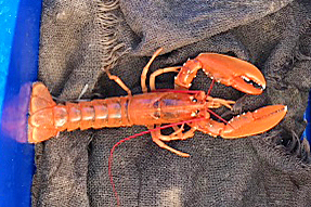 1)The undersized orange lobster that John Riley threw back when hauling creels off Paiblesgarry.