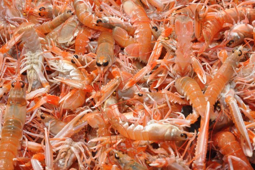 £1m for Scots prawn group