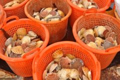Live mollusc exports ban