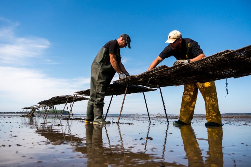 Atlantic Edge Oysters: Oyster Farm Established In Pembrokeshire