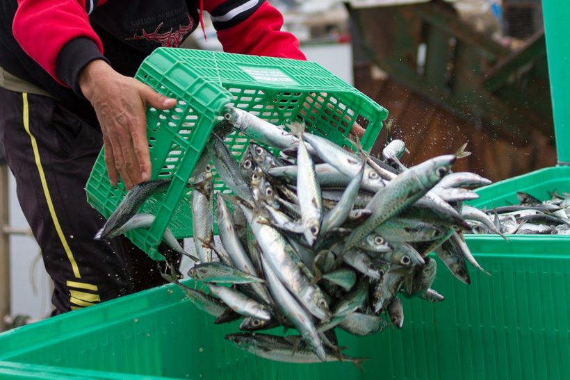 Norway and Faroe increase mackerel quotas by ‘reckless’ 55%