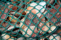 Scrutiny of shellfish and under-15m scallop fleets