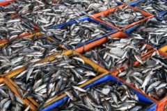Scots seafood exports ‘27% lower than in 2018’ overfishing shared stocks export