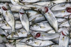 New £3m Seafood Innovation Fund round open