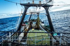 Bottom Trawling study