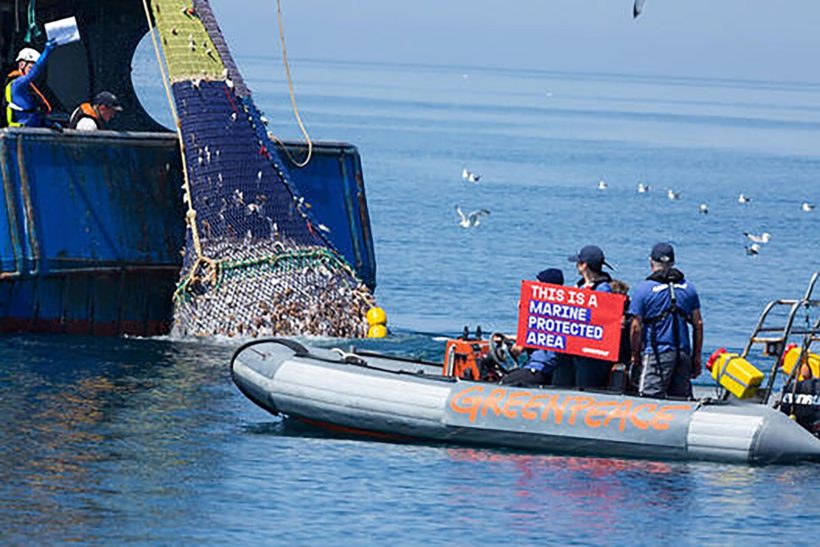 Greenpeace stops French fly-dragger fishing on MPA