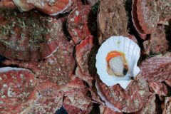 Views sought on IOM king scallop plans
