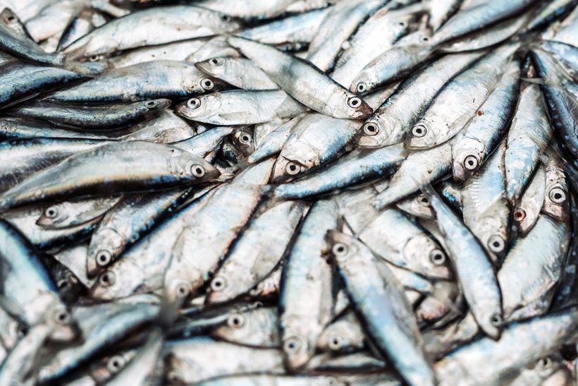 Sprats make strong recovery in Clyde