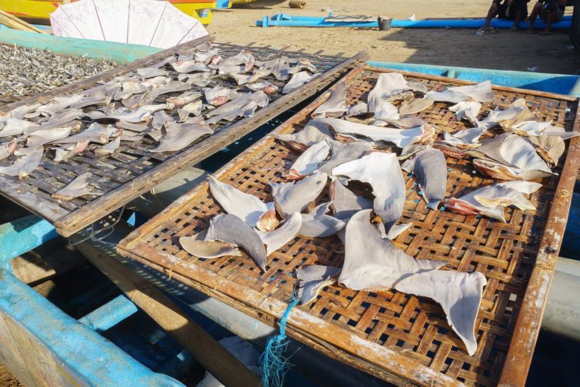 UK to introduce world-leading ban on shark fin trade