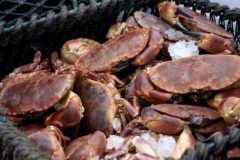 Covid impacts on crab sector analysed in new report