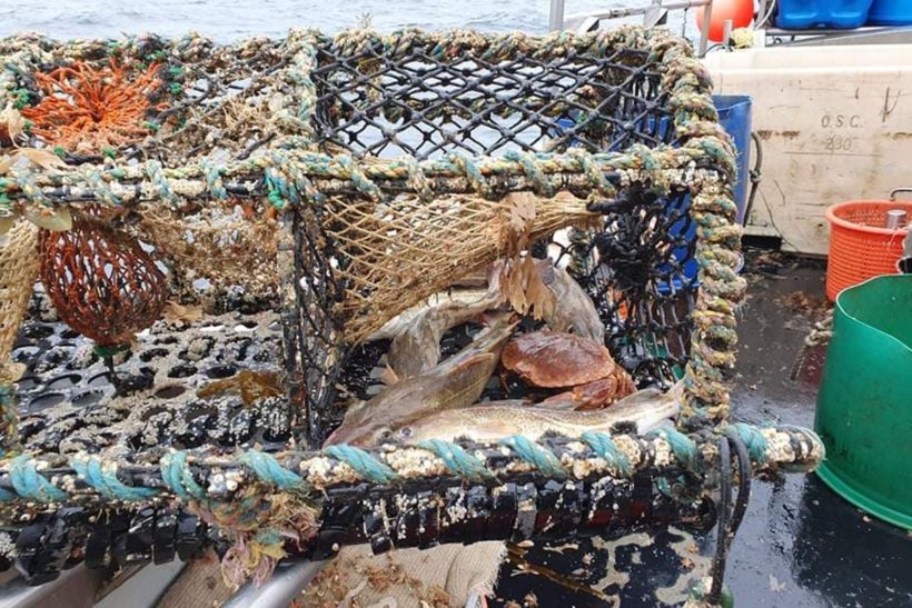 SFA: ‘Don’t cut cod quotas next year’