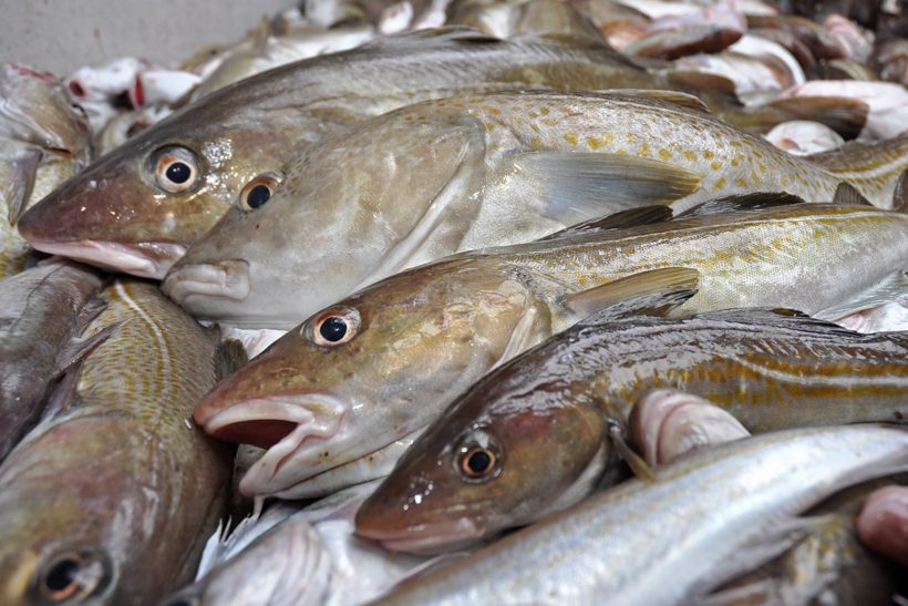 Four reasons to raise North Sea cod quotas