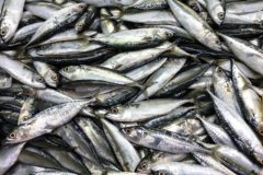 EU industry calls for action on mackerel overfishing