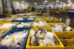 Lack of cod and larger haddock fuel record prices on Grimsby market