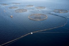 APPG addresses future of UK aquaculture first stage